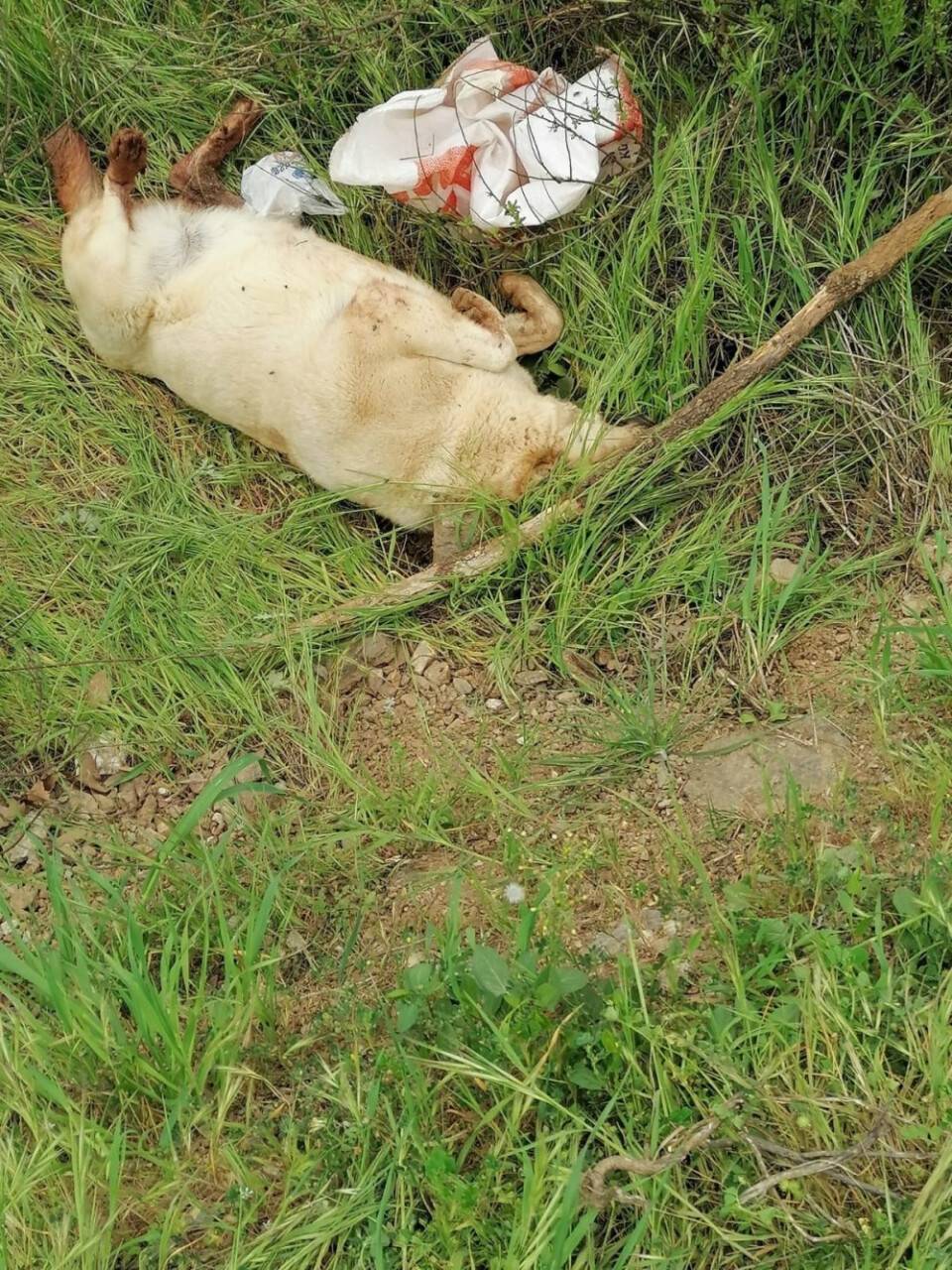 Sokakta bakılan köpek vahşice katledildi