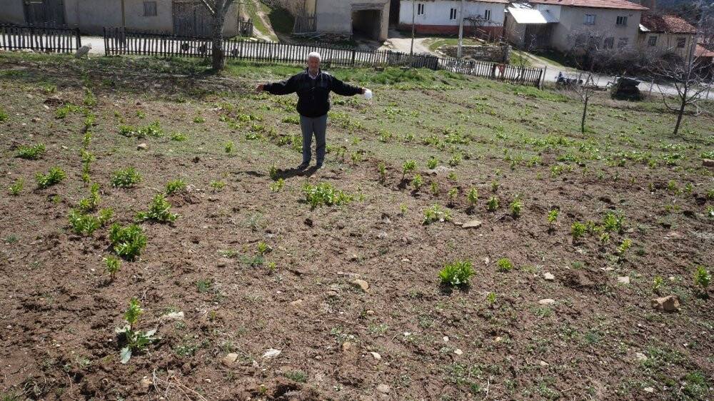 Ters lale iklim değişikliğine yenildi