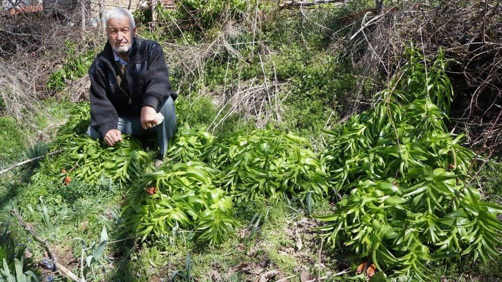 Ters lale iklim değişikliğine yenildi
