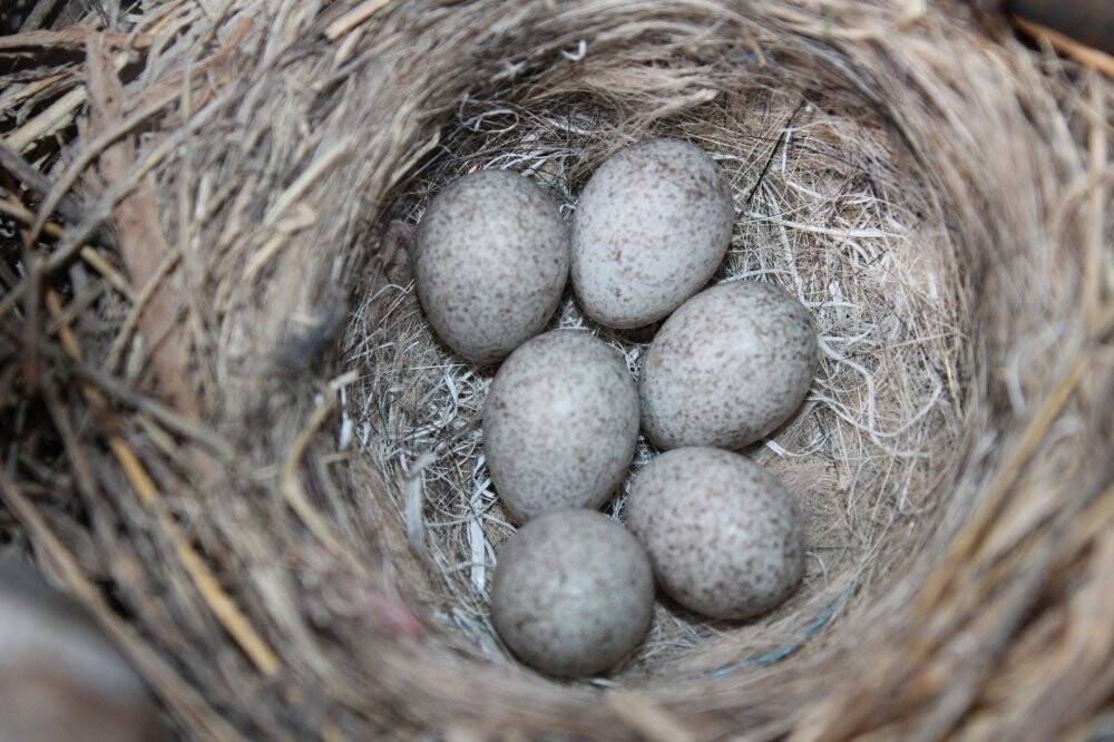Kutuphane Yapmak Icin Aldiklari Hurda Arac Kus Yuvasina Dondu