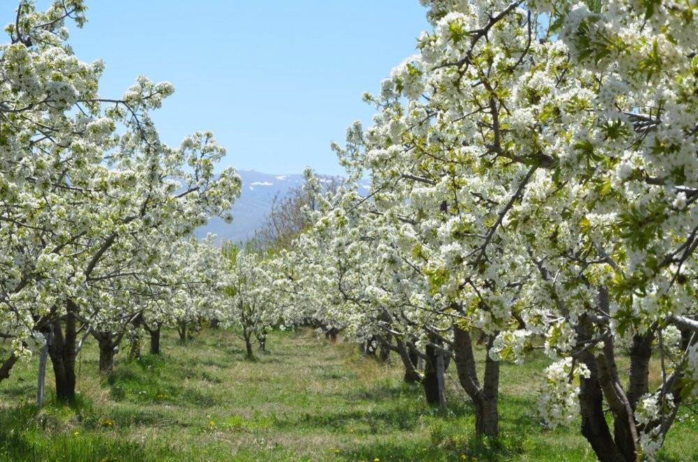 Konya Ereğli’de kiraz bahçeleri beyaza büründü