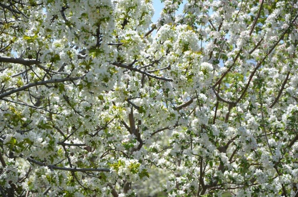 Konya Ereğli’de kiraz bahçeleri beyaza büründü