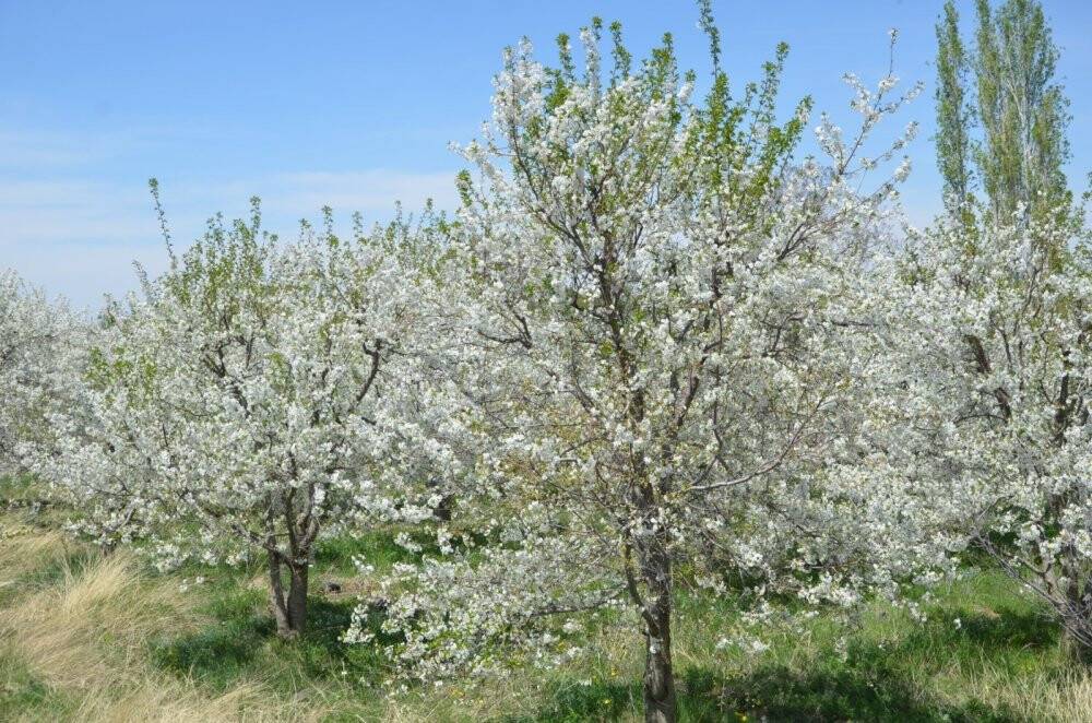 Konya Ereğli’de kiraz bahçeleri beyaza büründü
