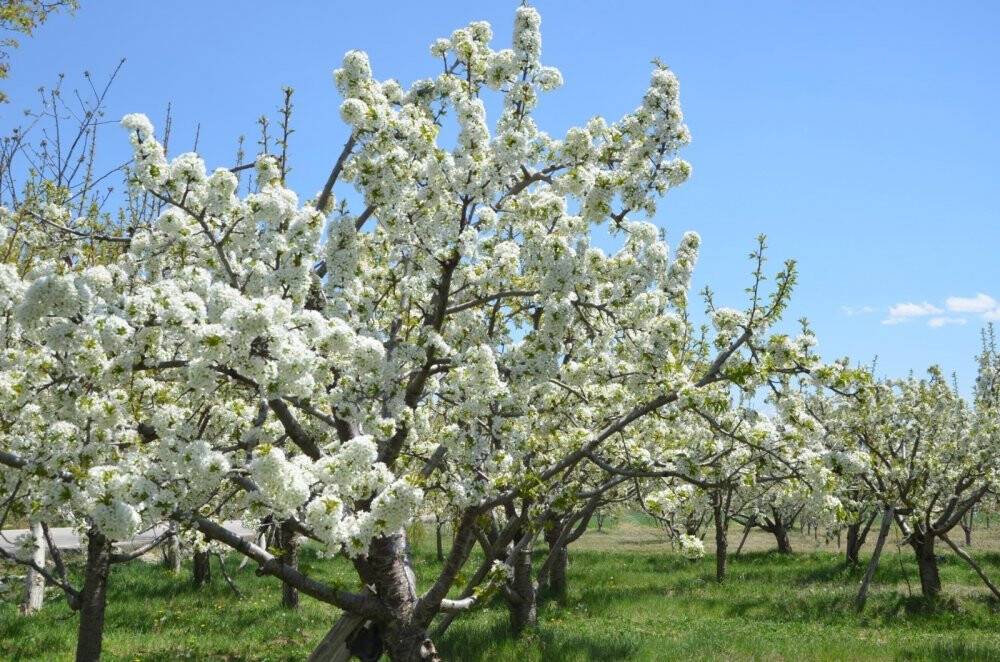 Konya Ereğli’de kiraz bahçeleri beyaza büründü