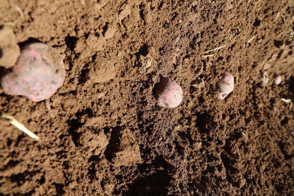 Mor patatesler toprakla buluştu