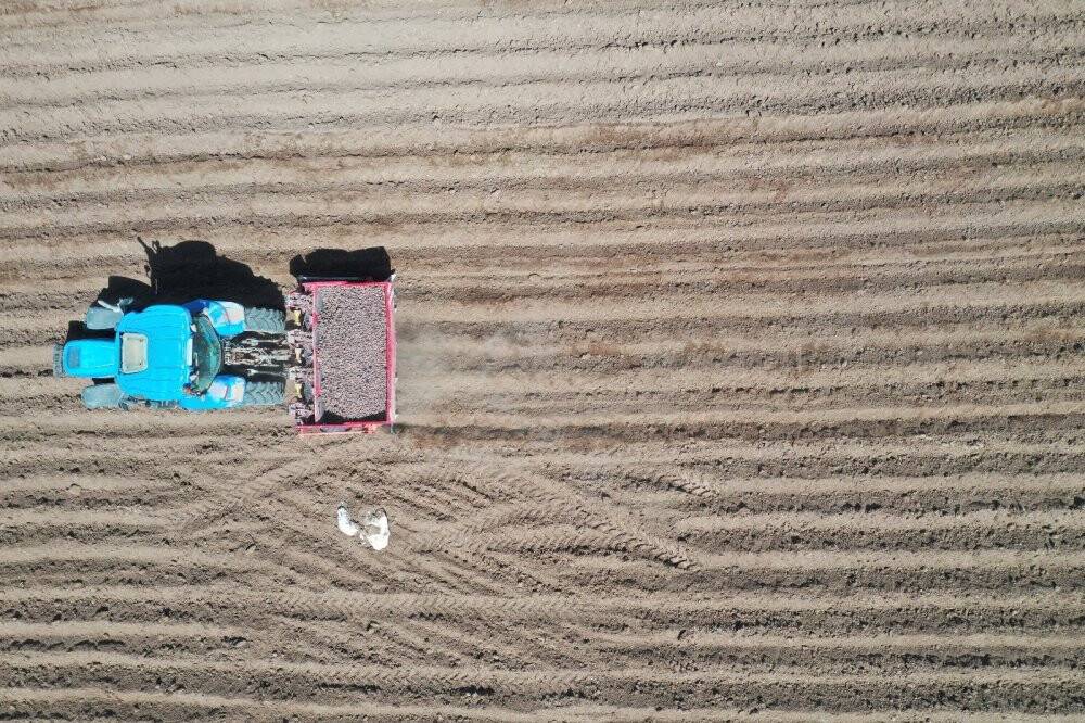 Mor patatesler toprakla buluştu