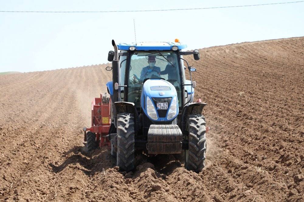 Mor patatesler toprakla buluştu