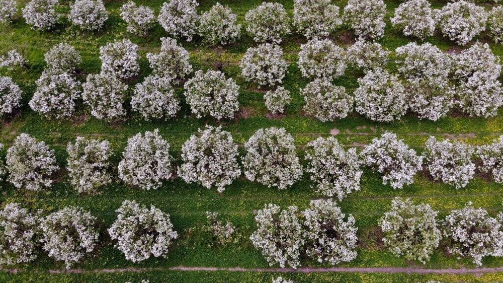 Dünyanın ayva merkezinde dallar altın sarısı çiçek açtı