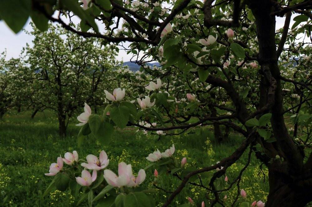Dünyanın ayva merkezinde dallar altın sarısı çiçek açtı
