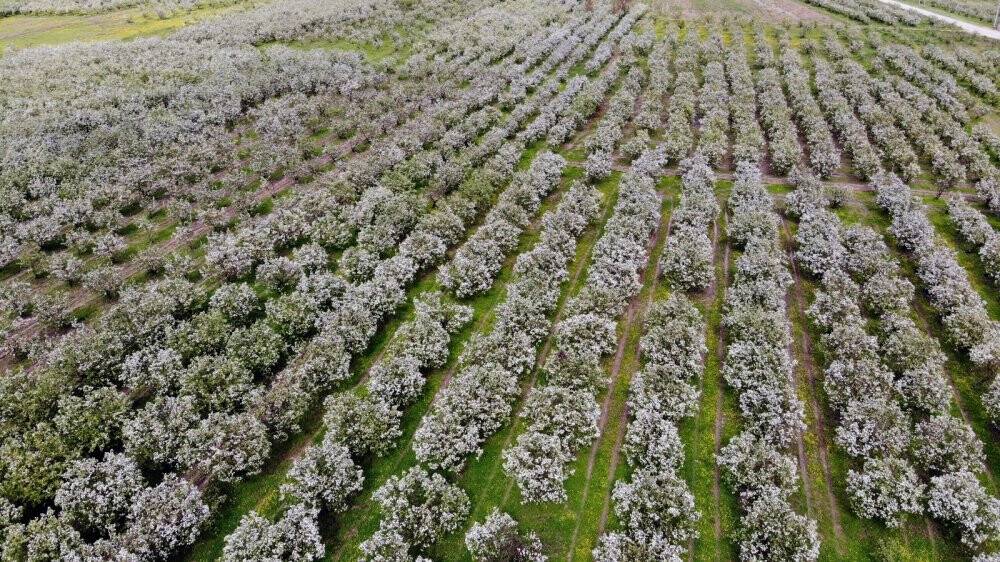 Dünyanın ayva merkezinde dallar altın sarısı çiçek açtı