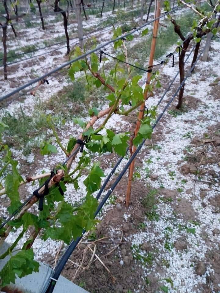 Dolu üzüm bağlarını vurdu