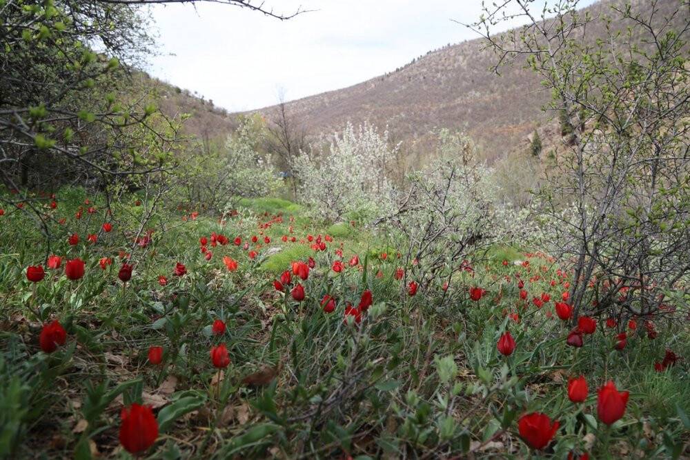 Toros dağlarının dağ laleleri görsel şölen sunuyor