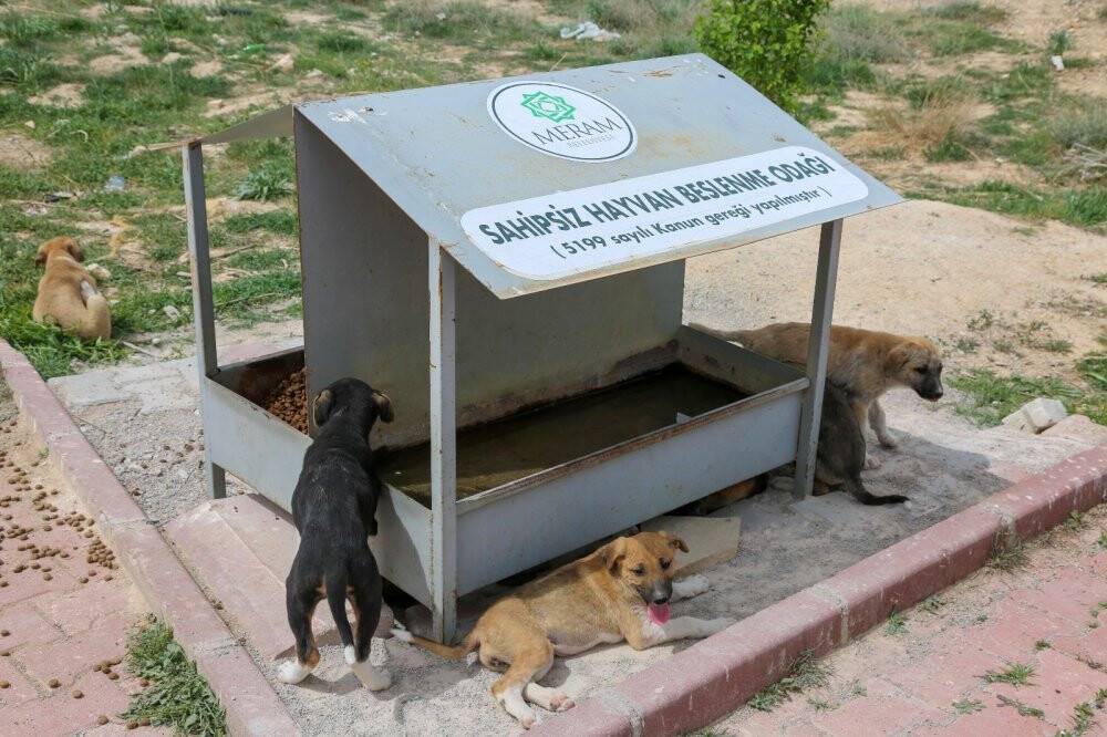 Başkan Kavuş: Sokaklardaki can dostlarımızı unutmayalım