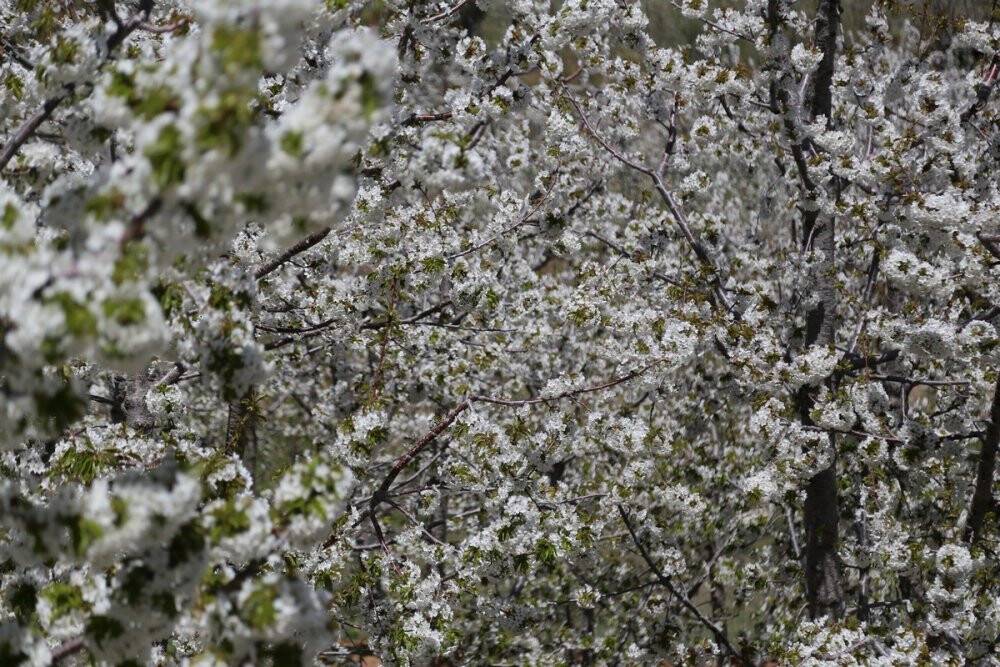 Konya'da kiraz bahçelerinden kartpostallık görüntüler