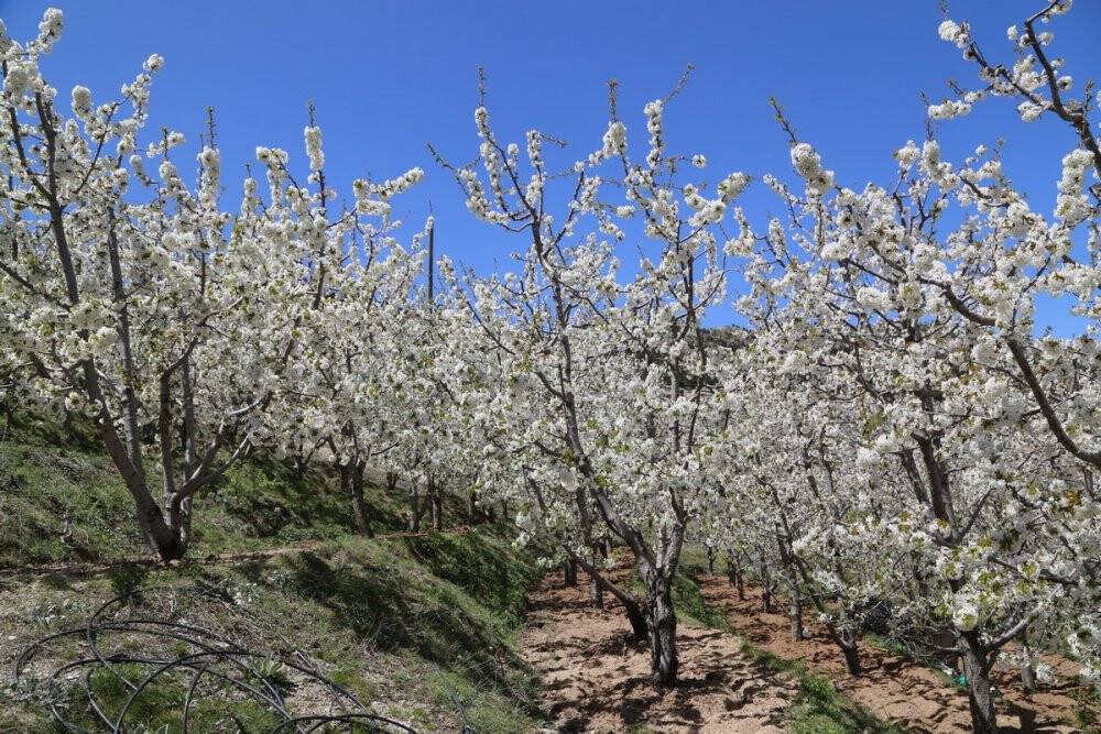 Konya'da kiraz bahçelerinden kartpostallık görüntüler