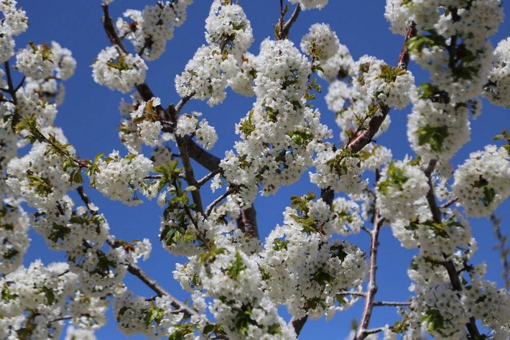 Konya'da kiraz bahçelerinden kartpostallık görüntüler