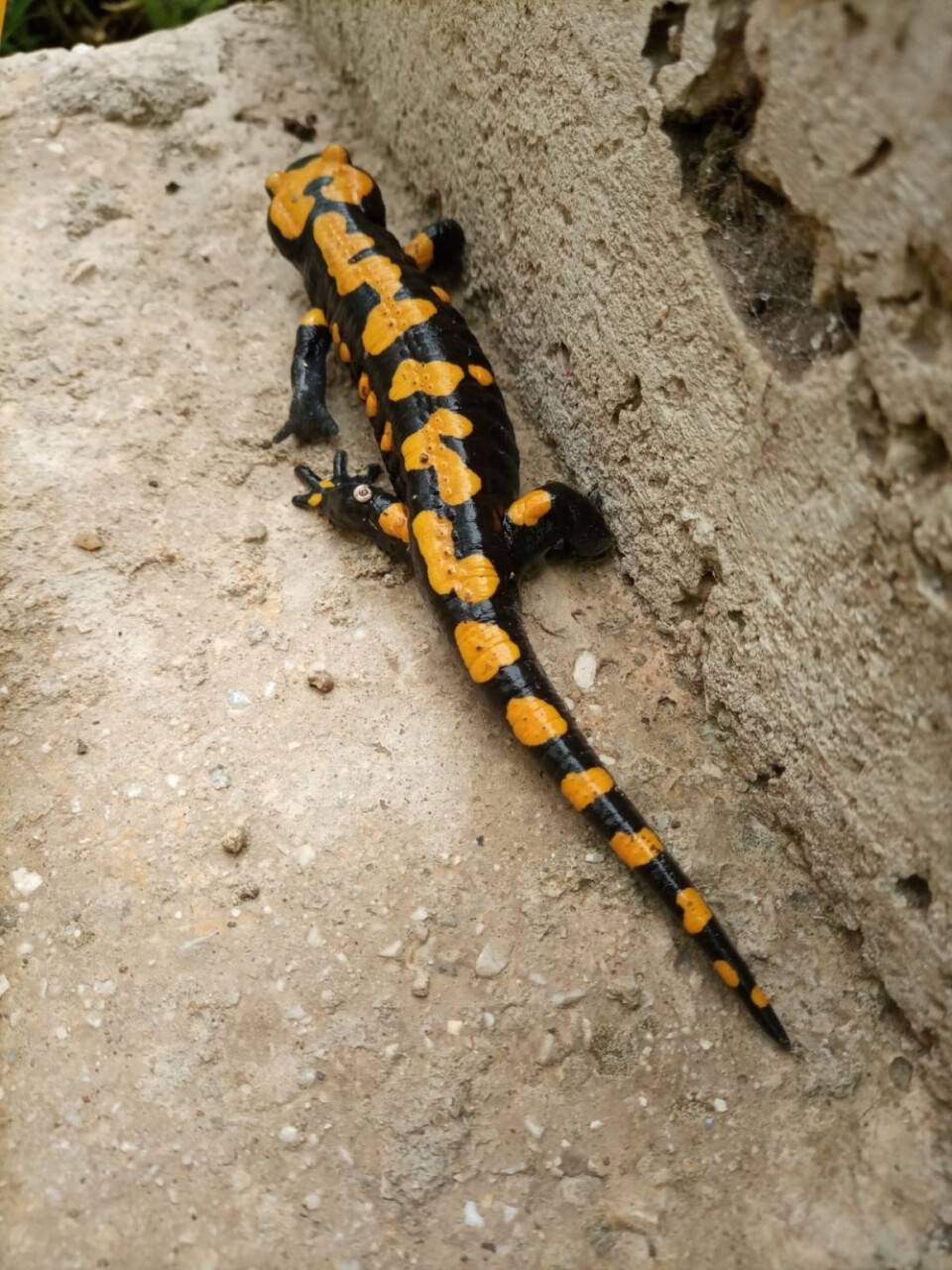 Konya’da nesli tükenmekte olan sarı benekli semender görüntülendi