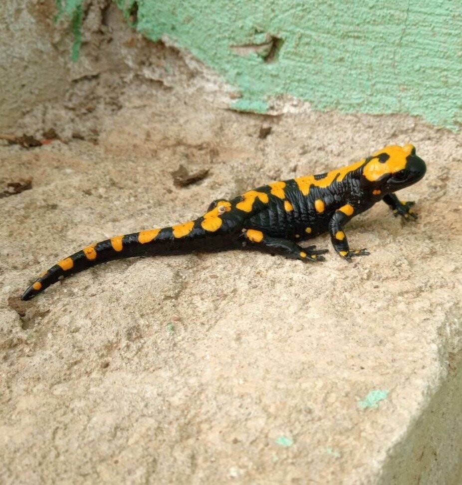 Konya’da nesli tükenmekte olan sarı benekli semender görüntülendi