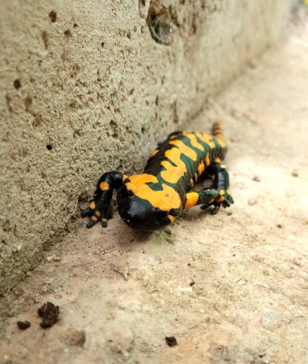 Konya’da nesli tükenmekte olan sarı benekli semender görüntülendi