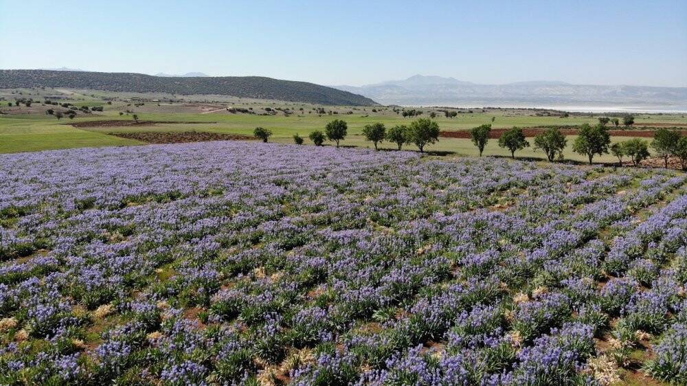Isparta’nın mor renkli zambak tarlalarında görsel şölen başladı