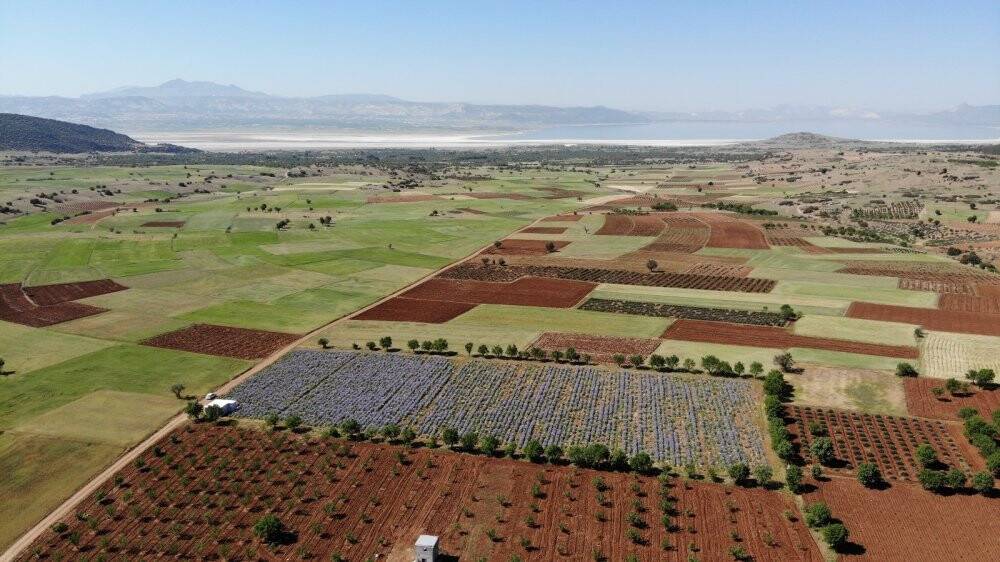 Isparta’nın mor renkli zambak tarlalarında görsel şölen başladı