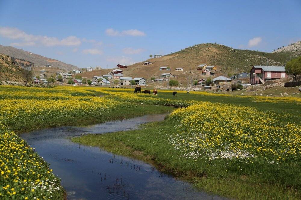 Konya'da 1850 rakımlı Hisarlık yaylasını düğün çiçekleri sarıya boyadı
