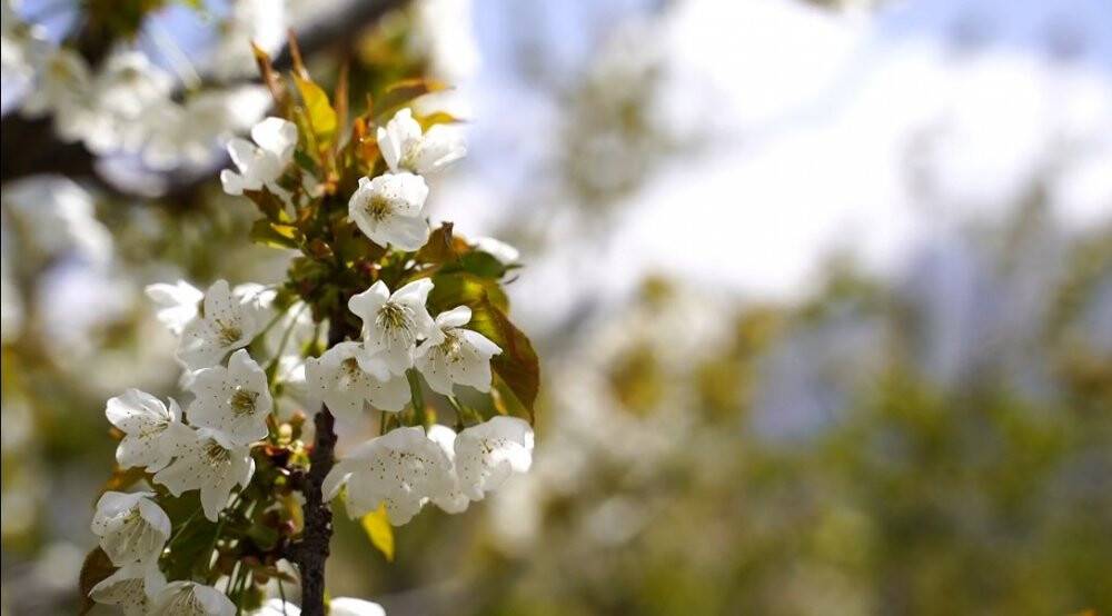 Isparta’da kiraz bahçelerinde ‘beyaz’ şölen
