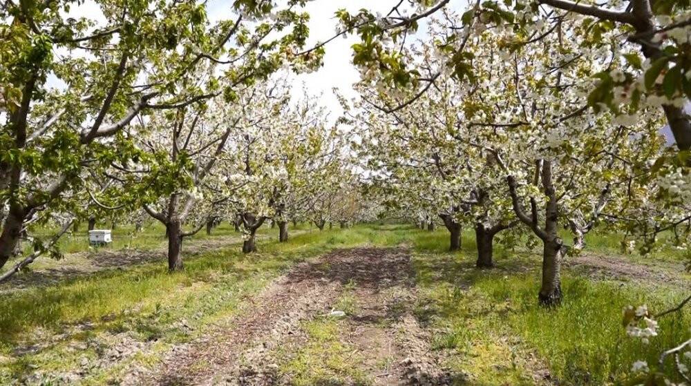 Isparta’da kiraz bahçelerinde ‘beyaz’ şölen