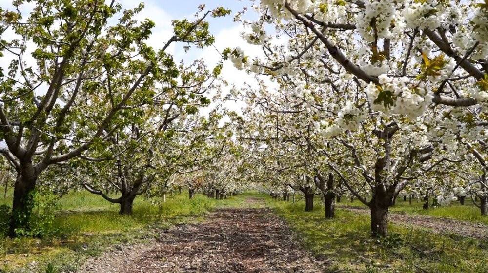 Isparta’da kiraz bahçelerinde ‘beyaz’ şölen