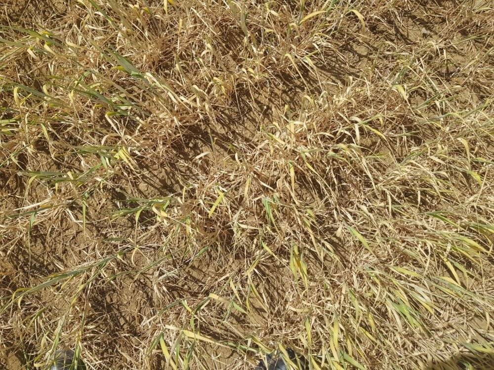 Konya'da kuraklıktan dolayı ekili alanlar kuruyor