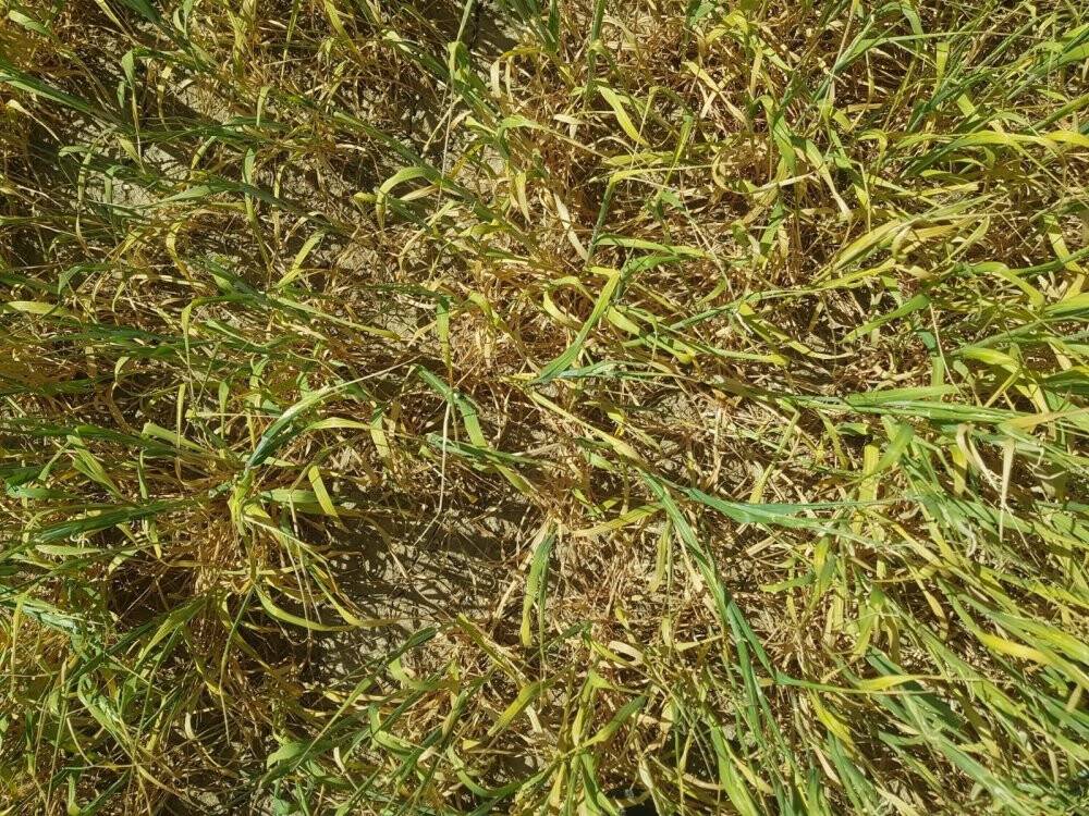 Konya'da kuraklıktan dolayı ekili alanlar kuruyor