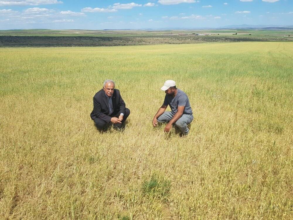 Konya'da kuraklıktan dolayı ekili alanlar kuruyor