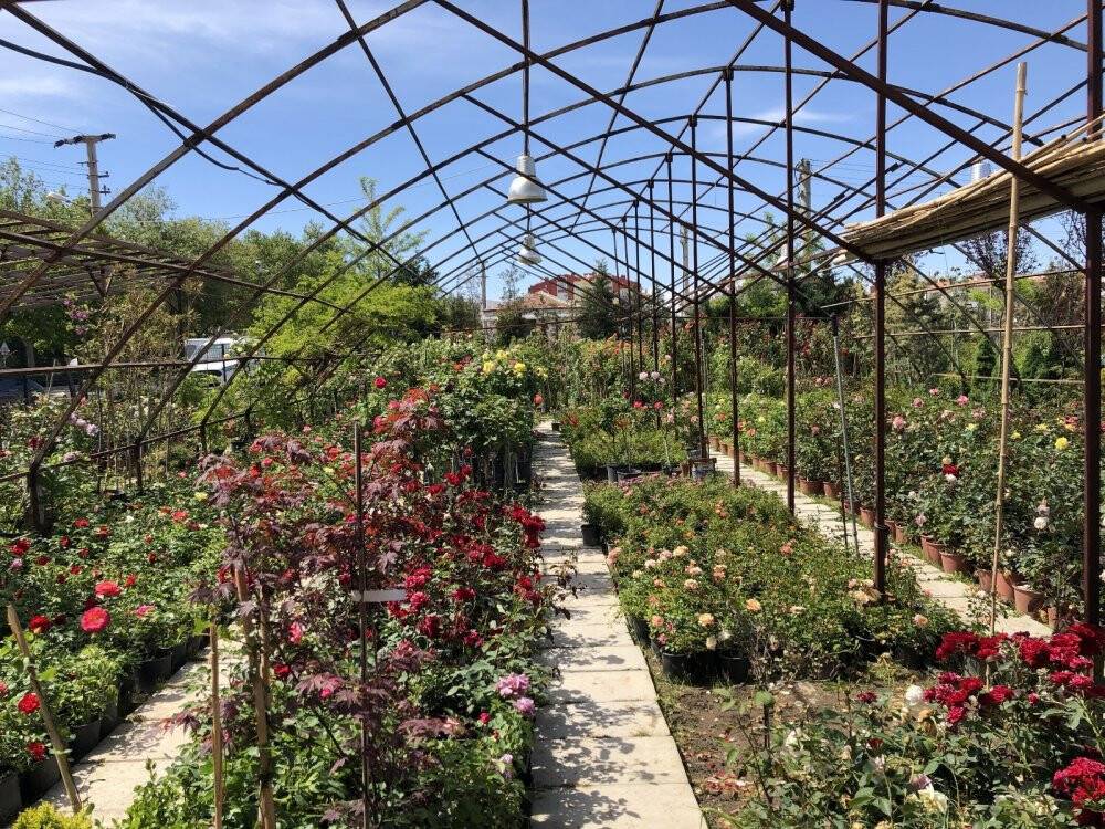 Pandemide doğaya ve bitki yetiştirmeye ilgi arttı