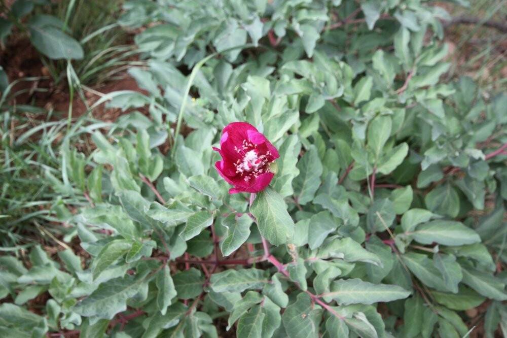 Koparana 80 bin lira ceza kesilen 'Ayı Gülü' doğaseverlerin ilgisini çekiyor