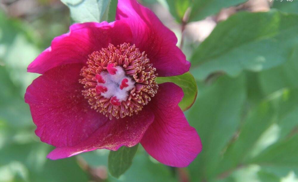 Koparana 80 bin lira ceza kesilen 'Ayı Gülü' doğaseverlerin ilgisini çekiyor