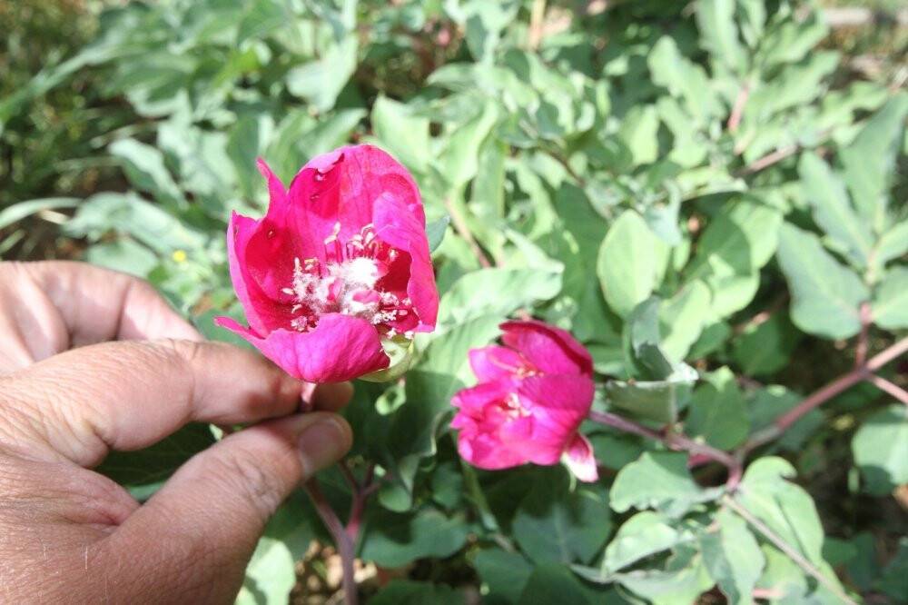 Koparana 80 bin lira ceza kesilen 'Ayı Gülü' doğaseverlerin ilgisini çekiyor