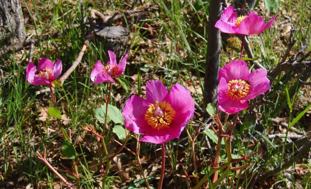 Koparana 80 bin lira ceza kesilen 'Ayı Gülü' doğaseverlerin ilgisini çekiyor