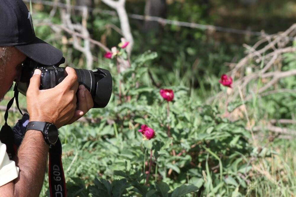 Koparana 80 bin lira ceza kesilen 'Ayı Gülü' doğaseverlerin ilgisini çekiyor