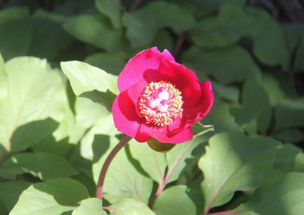 Koparana 80 bin lira ceza kesilen 'Ayı Gülü' doğaseverlerin ilgisini çekiyor