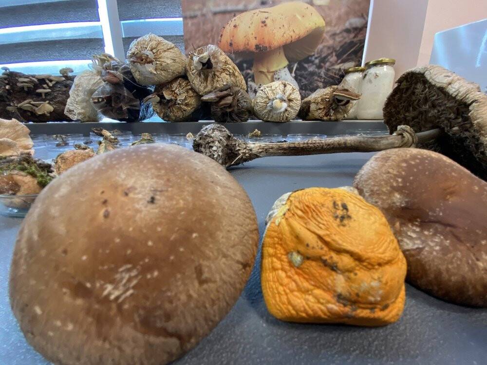 Kilosu 3 bin TL’ye satılıyor üreticisini zengin ediyor