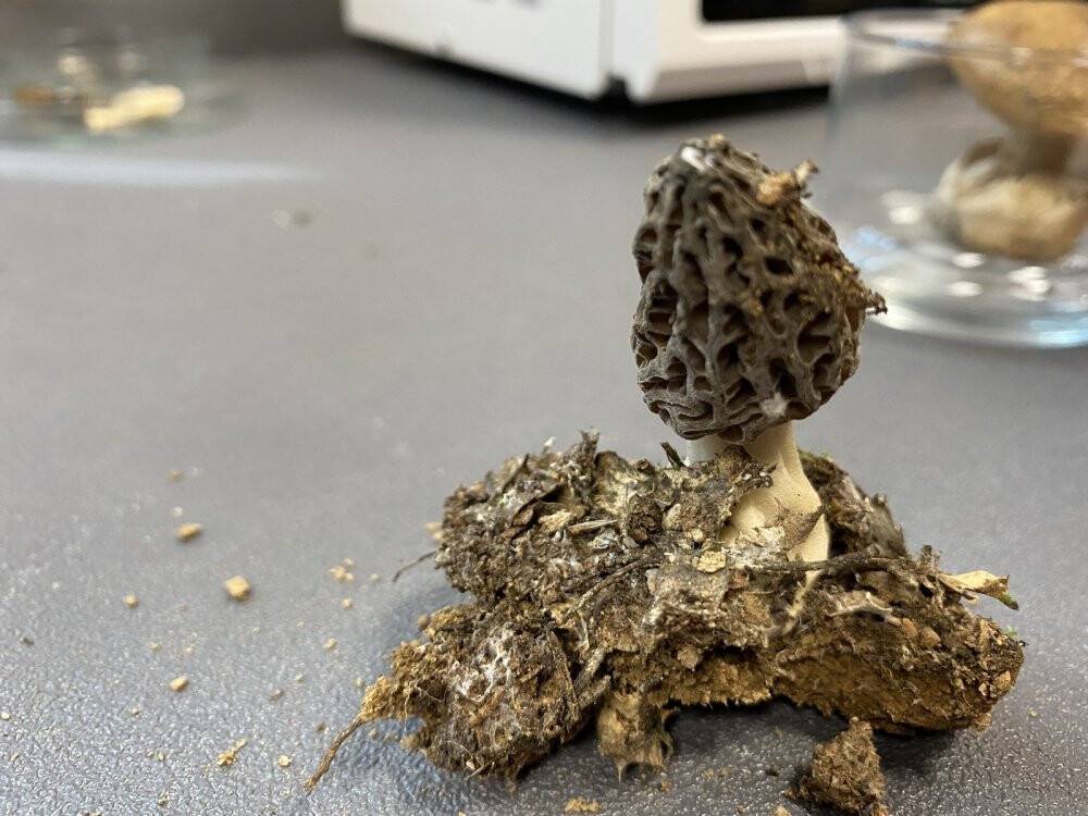 Kilosu 3 bin TL’ye satılıyor üreticisini zengin ediyor