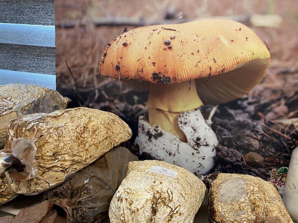 Kilosu 3 bin TL’ye satılıyor üreticisini zengin ediyor