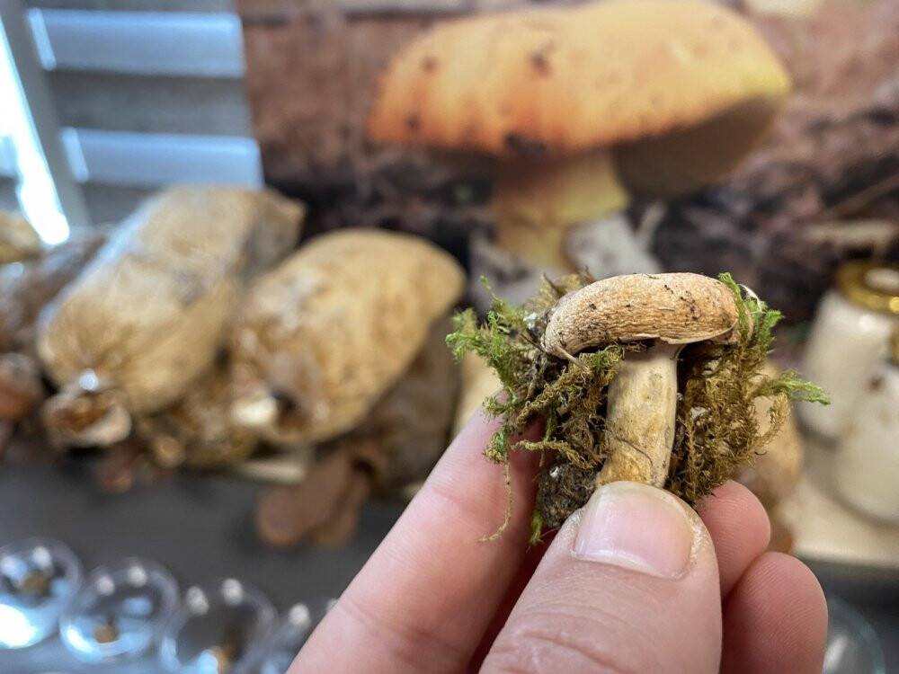 Kilosu 3 bin TL’ye satılıyor üreticisini zengin ediyor