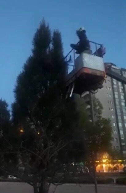 İtfaiye saksağan yavrusu için seferber oldu