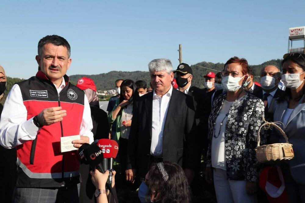 Bakan Pakdemirli, Yayladağı’nda çilek hasadına katıldı