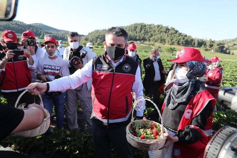 Bakan Pakdemirli, Yayladağı’nda çilek hasadına katıldı
