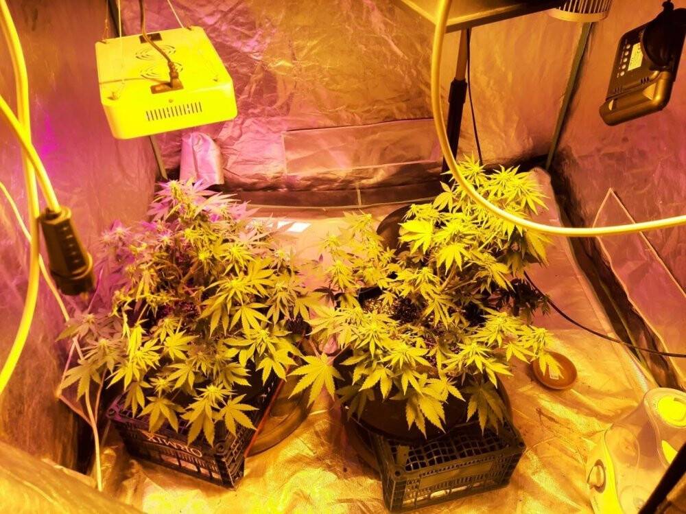 Konya'da uyuşturucu operasyonu! Balkonu ve bez dolabı kenevir serasına çevirdiler