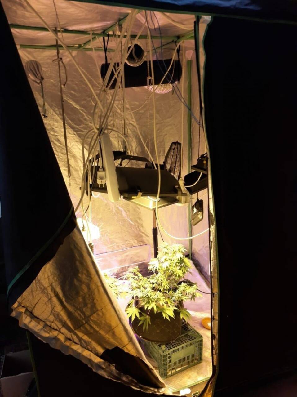 Konya'da uyuşturucu operasyonu! Balkonu ve bez dolabı kenevir serasına çevirdiler