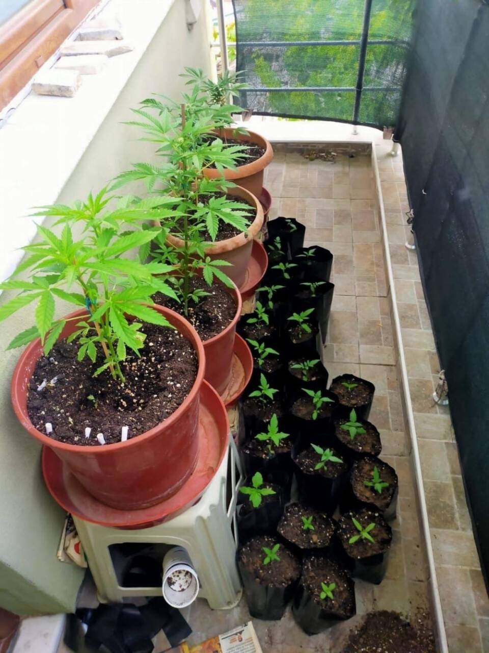 Konya'da uyuşturucu operasyonu! Balkonu ve bez dolabı kenevir serasına çevirdiler