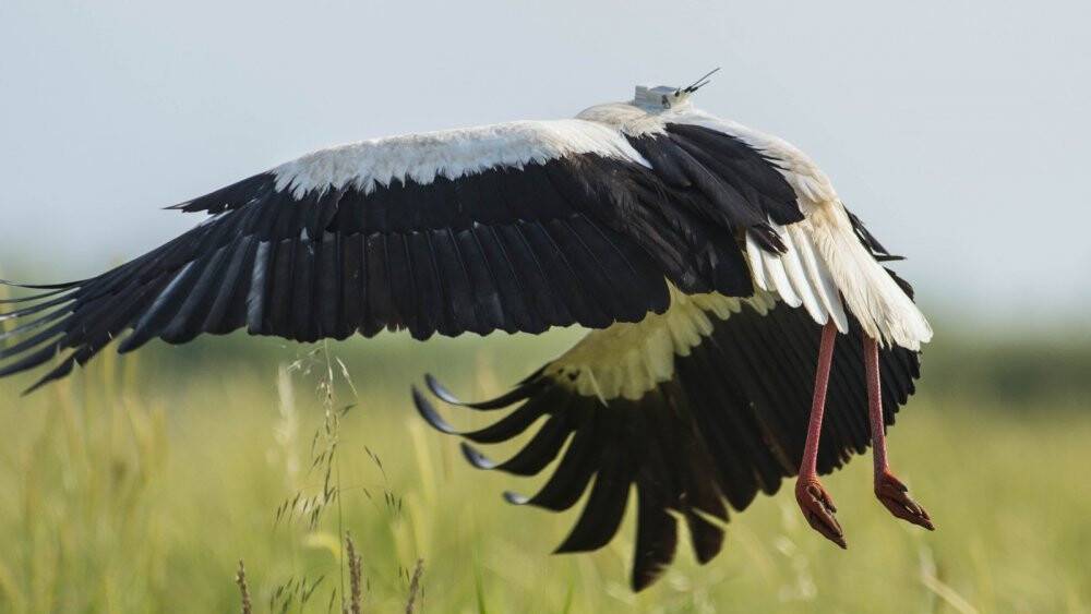 Klippi adlı Leylek 3 yılda 10 bin 985 kilometre kat etti